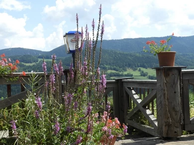 Michlwirt Terrasse_2