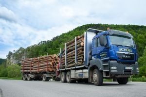 Beratung und Betreuung von Schwarzföhrenwäldern