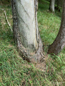Grandlbaum_Weissfoehre