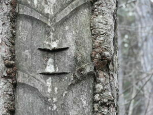 Pechbaum_2