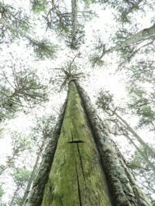 Pechbaum_am_Henninger