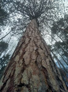 Thernberg_Foto_HPMimra