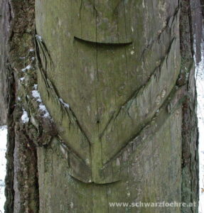 ausgetrocknete_Lachte